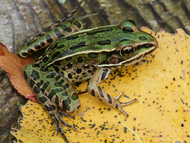 Northern Leopard Frog